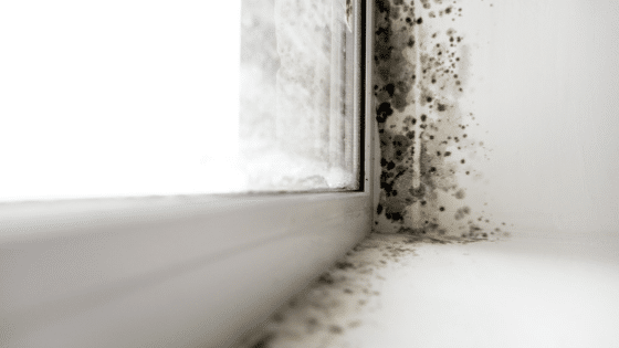 How To Deal with Mold Growth on Window Sills